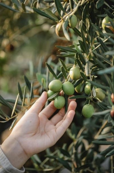 Production of Tuscan Olive Oil