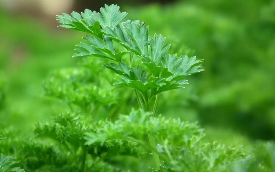 Parsley