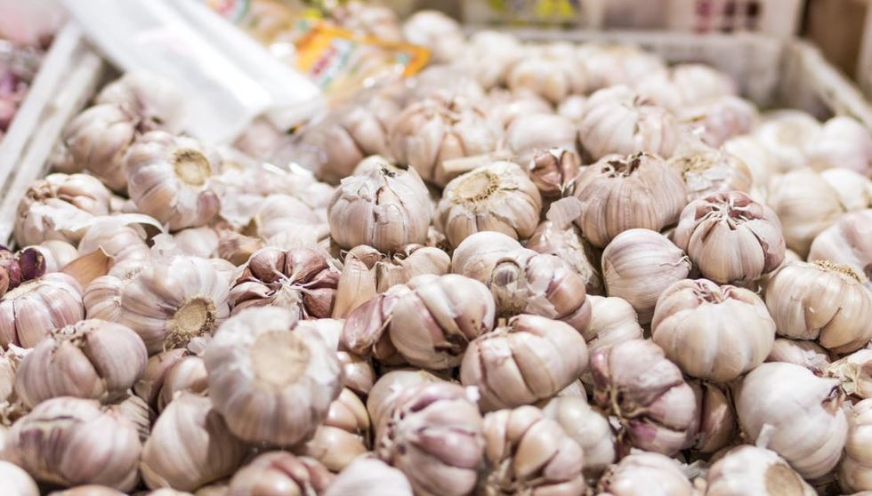 Garlic