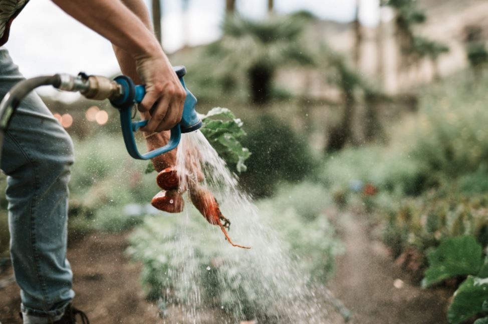 Watering Root Crops
