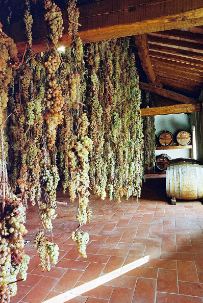 Malvasia and Trebbiano grapes