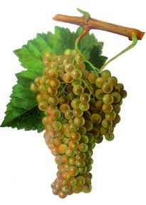 Trebbiano grapes