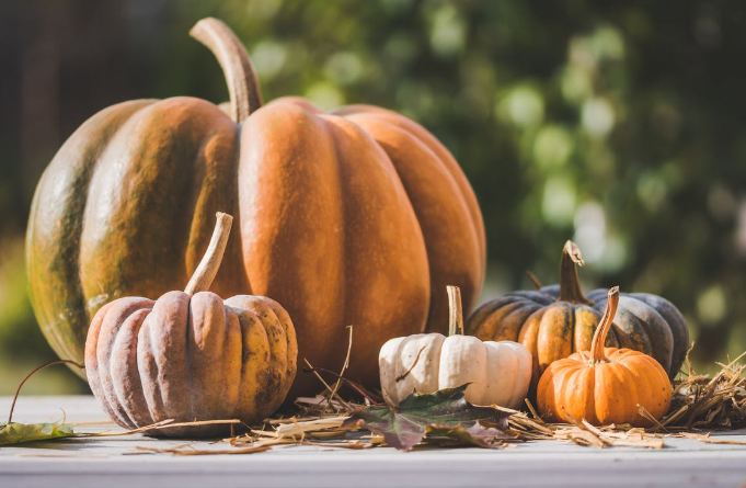 Big and small pumpkins lined on a shelf