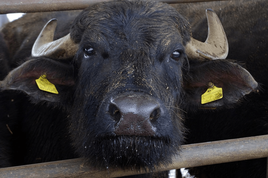 an Italian water buffalo