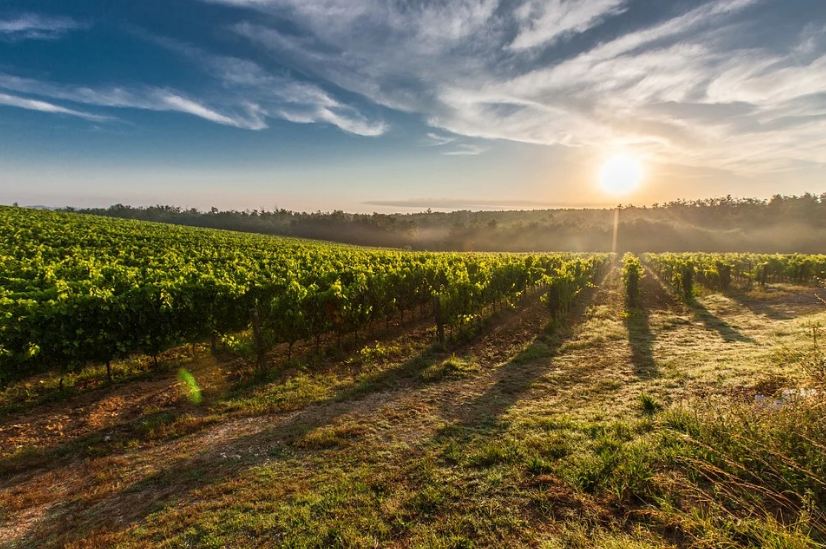 wide vineyard, bright sunrise, cloudy skies