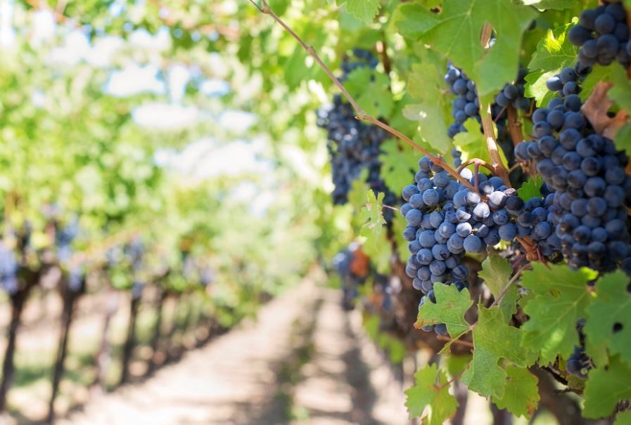 grapes on a vineyard during daytime