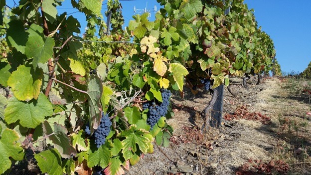 Diverse Wine Regions