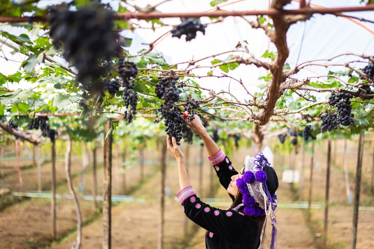 Picking grapes or doing the harvesting in vineyard