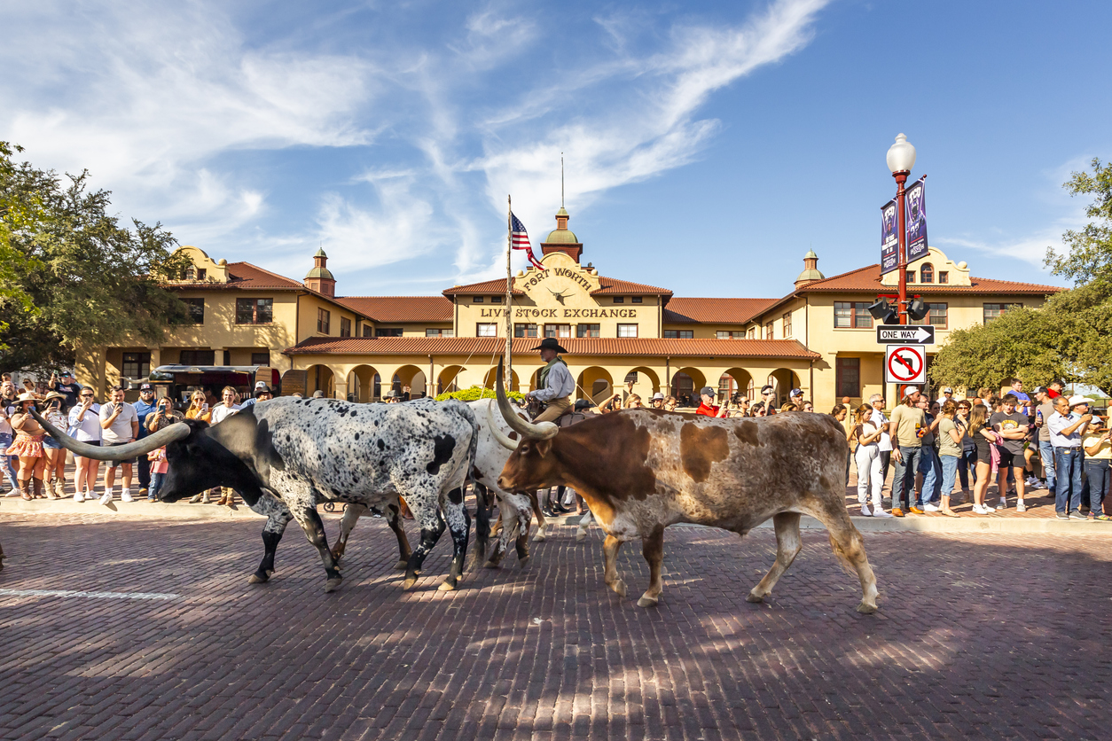 Traditional longhorn herd walk along the Live Stock Exchange building