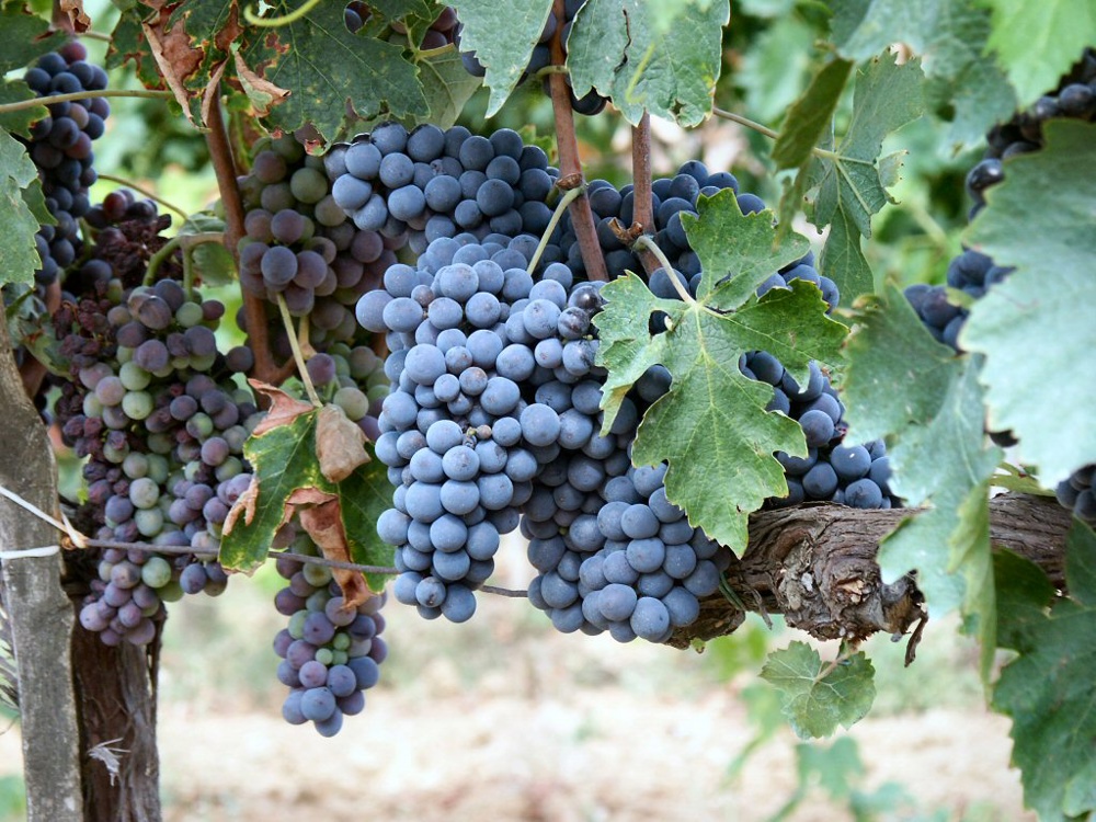 Sangiovese grapes in the Montalcino region of Tuscany