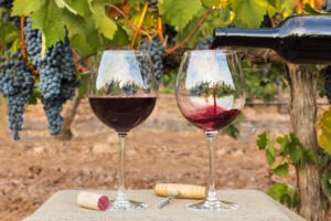 Red wine poured into glasses at vineyard on harvest