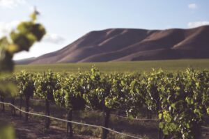 wine grape vineyard