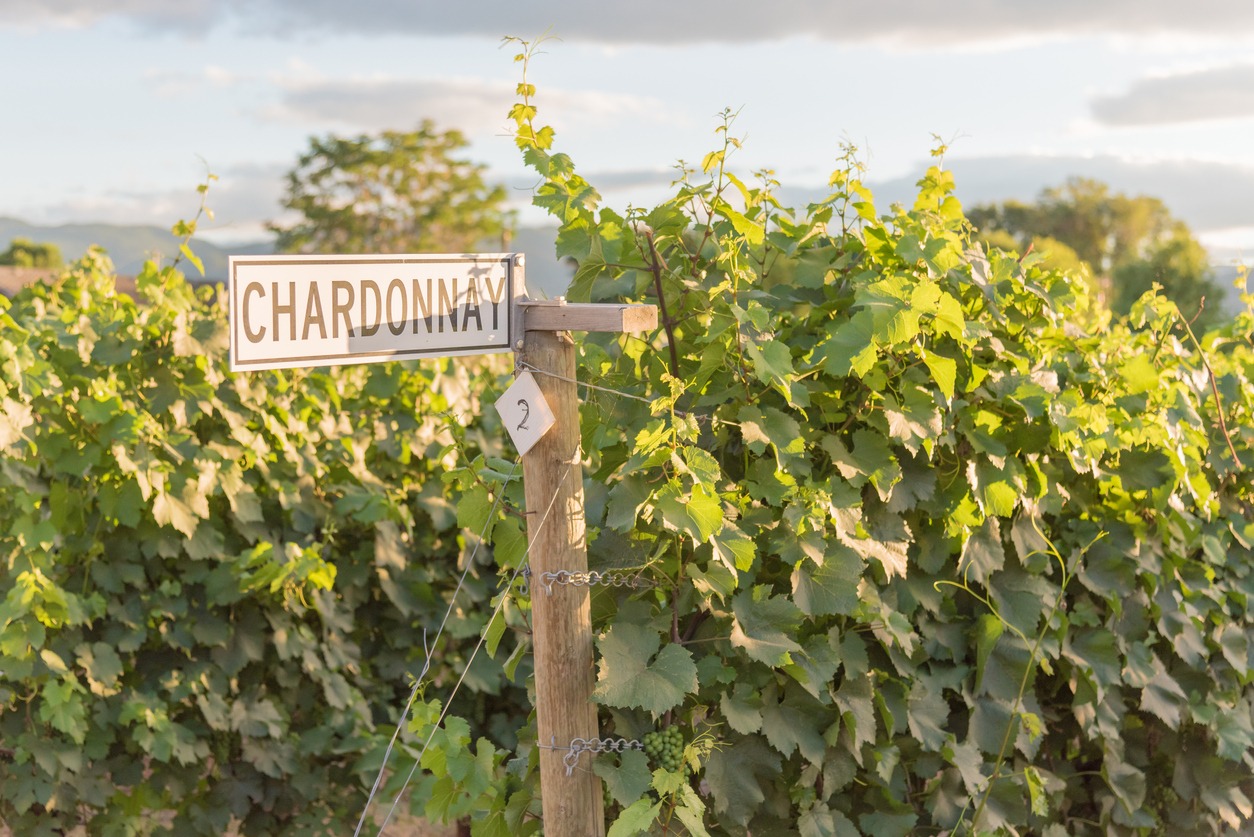 Chardonnay sign on post with grapevines in vineyard