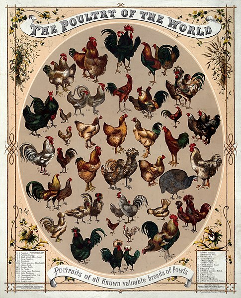 Poultry of the world