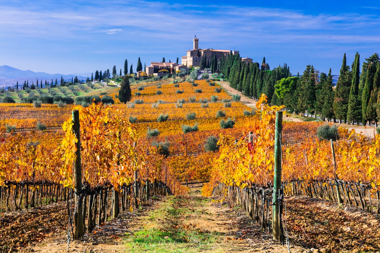 Golden vineyards of Tuscany. Classic italian countryside