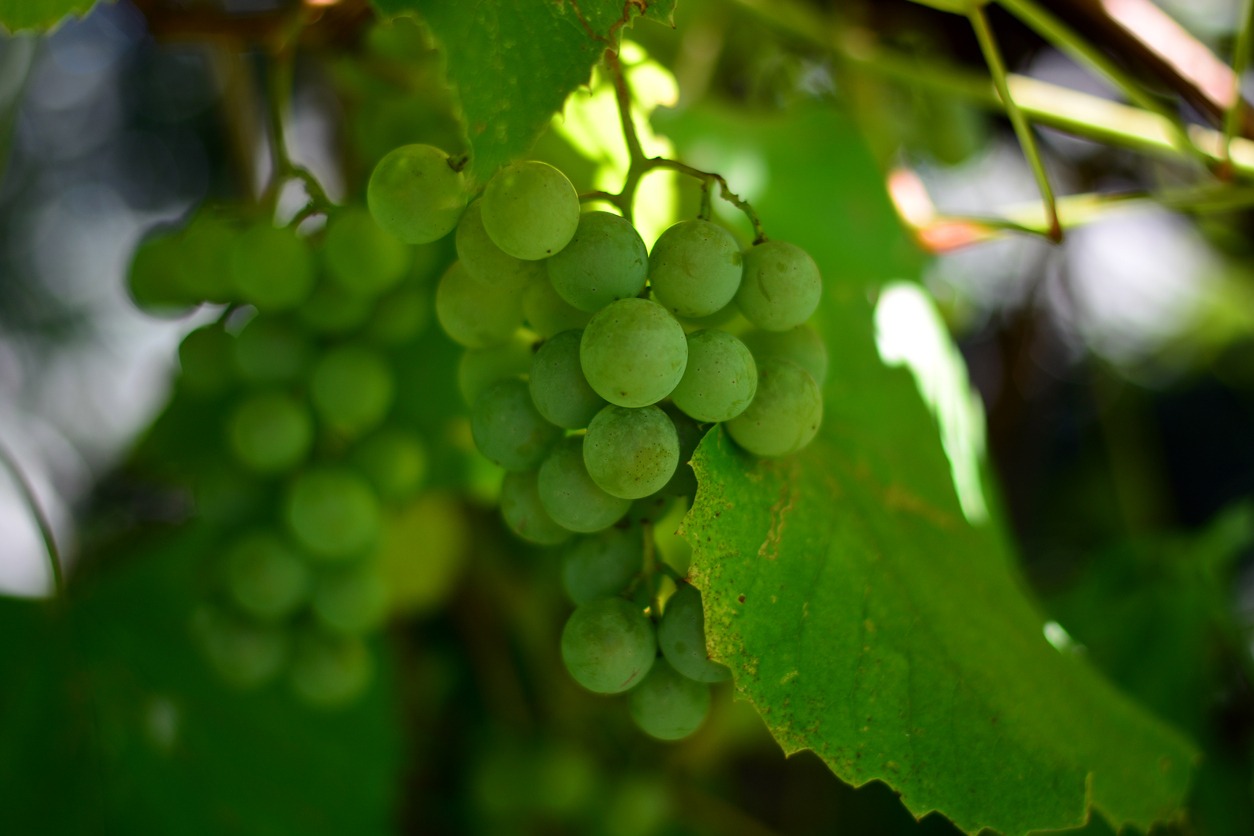 splendid bunches of grapes on the vine in ripening