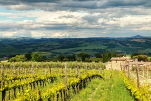 Vineyard near Montalcino in Val d'Orcia, Tuscany, Italy.