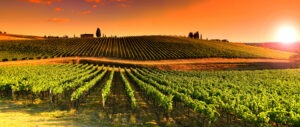 Vineyards at Sunset near village of Le Sieci in Tuscany Region. Chianti, Italy.