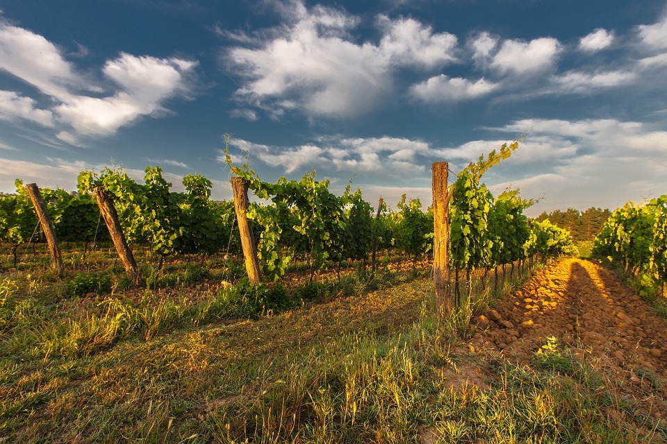 vineyard in Italy